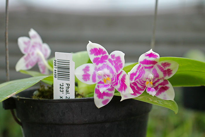 Phalaenopsis Zheng Min Muscadine '323' x speciosa '41-S'.jpg