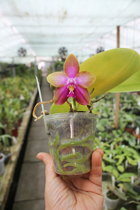 Phalaenopsis LD's Bear King 'YK-14' x Miro Super Star.jpg