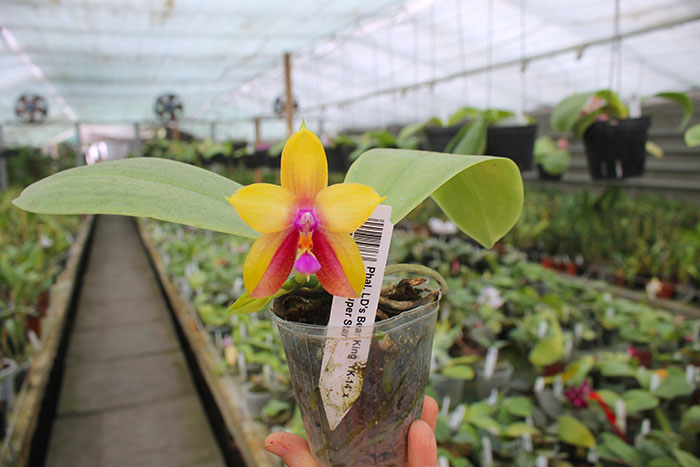 Phalaenopsis LD's Bear King 'YK-14' x Miro Super Star.jpg