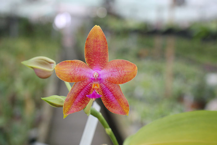 Phalaenopsis LD's Bear King 'YK-14' x Miro Super Star.jpg