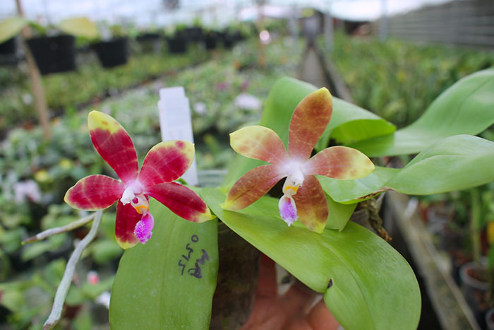 Phalaenopsis LD's Bear King 'YK-10' x spesiosa 'Blue'.jpg