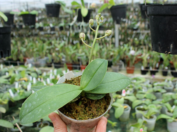 Phalaenopsis Liu's Berry 'ES'.jpg