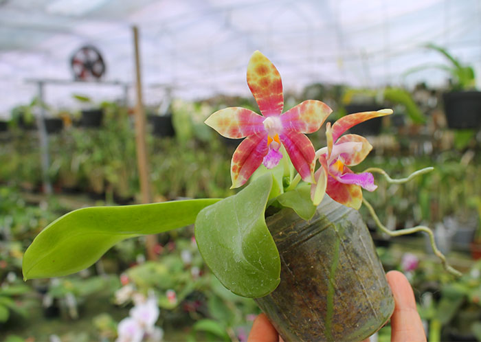 Phalaenopsis Chienlung Zebra.jpg