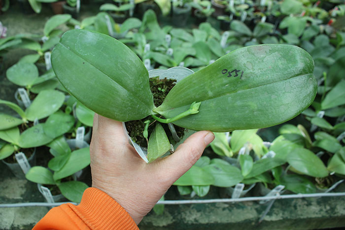 Phalaenopsis bellina 'B-1' x Mituo Princess 'B'.jpg