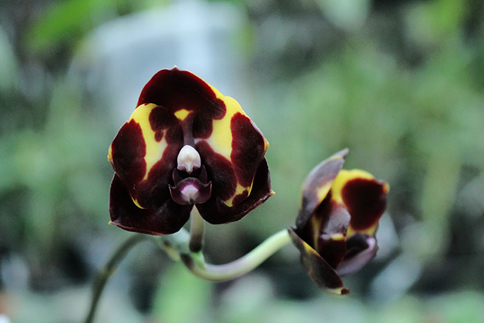 Phalaenopsis Diamond Beauty '1202' x Ld's Bear King 'YK7'.jpg