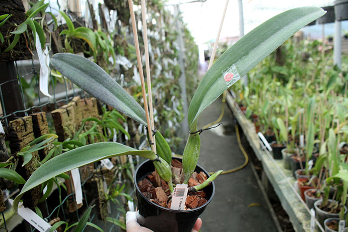 Cattleya trianae 'Mooreana'.jpg