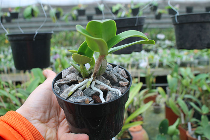 Cattleya nobilior coerulea.jpg