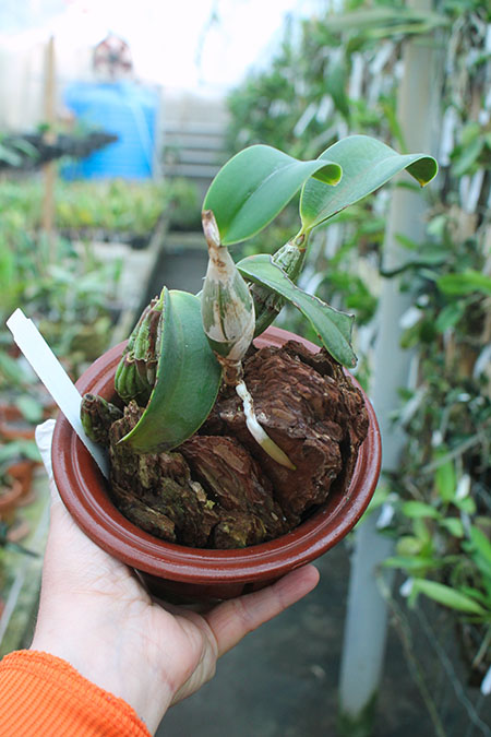 Cattleya nobilior amalie.jpg