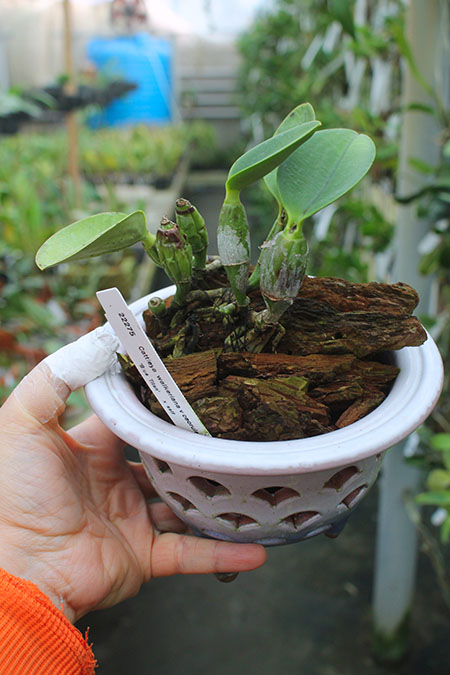 Cattleya walkeriana coerulea 'Blue Titan' 4N x self.jpg