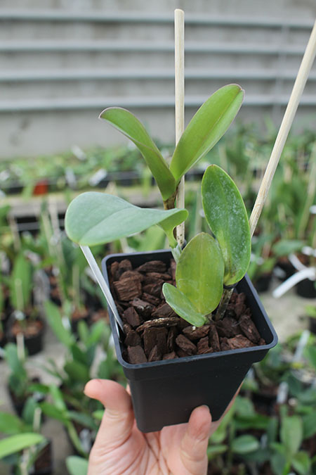 Cattleya violacea flamea 'Por Do Sol' x self.jpg