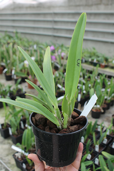 Cattleya maxima semi alba (Hui Yun).jpg