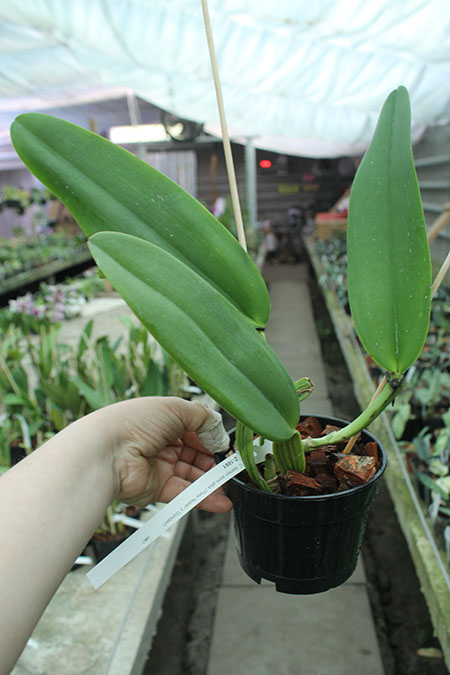 Cattleya warneri semi-alba ('Pater Noster' x 'Guindani').jpg