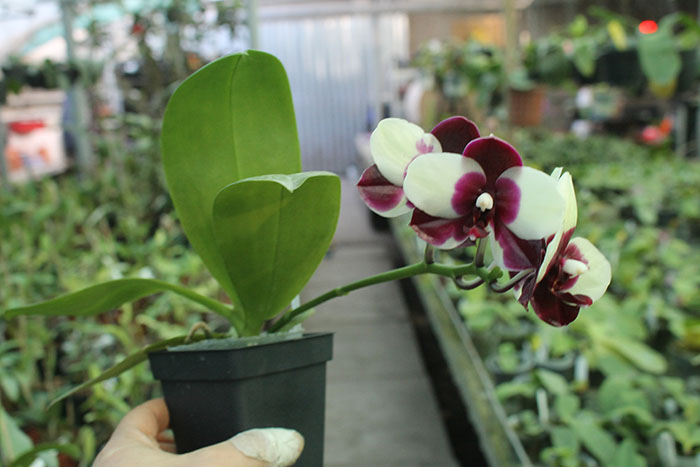 Phalaenopsis Mituo Diamond 'Panda'.jpg