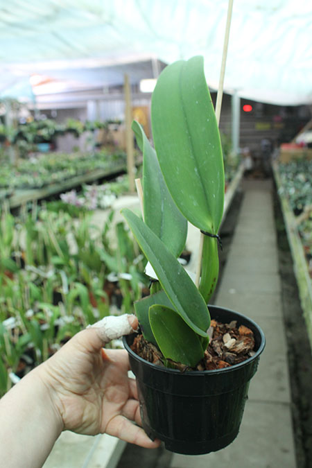 Cattleya warneri semi-alba ('Guindani' x 'Pater Noster').jpg