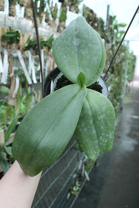 Phalaenopsis gigantea alba 'Ta Wei'.jpg