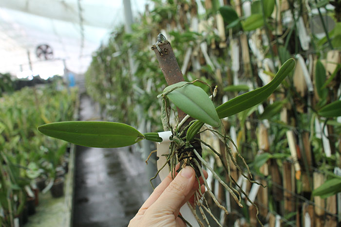 Cattleya luteola.jpg