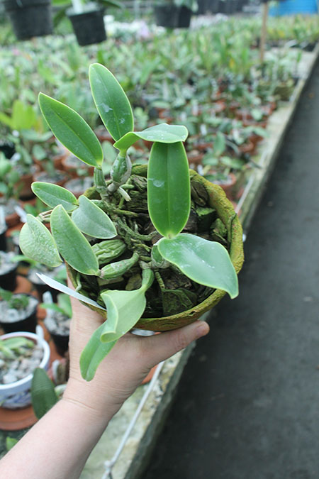 Cattleya walkeriana 'Edward' x nobilior coerulea 'Pledge'.jpg