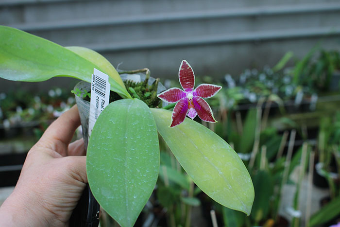 Phalaenopsis Coral Isles x Phalaenopsis corningiana.jpg
