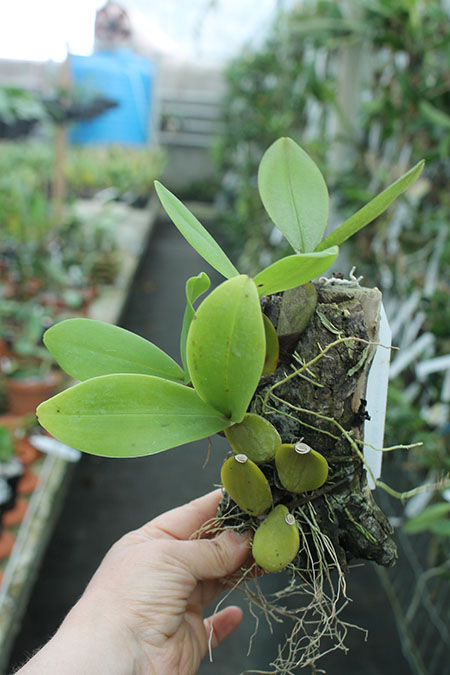 Bulbophyllum purpureorhachis.jpg
