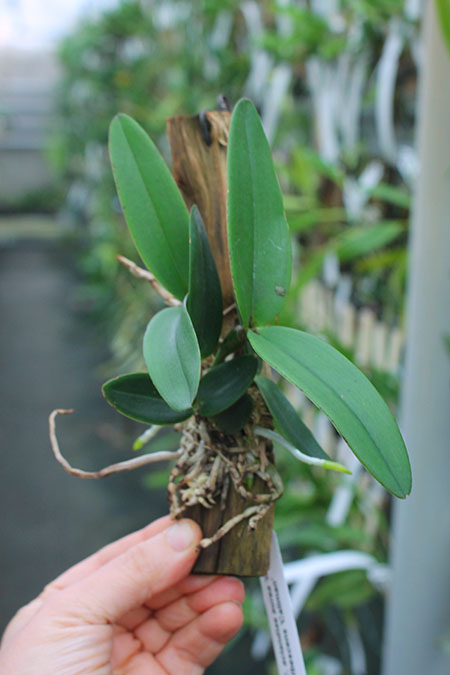 Cattleya aclandiae aurea 'Luiza' x albescens (Caliman).jpg