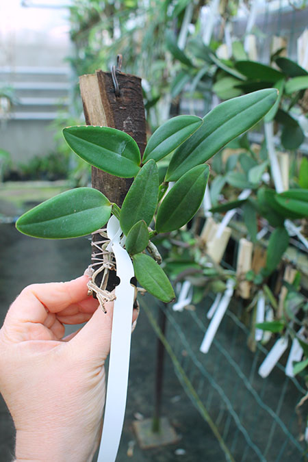Cattleya schilleriana (atro 'Coluna Vermelha' x 'Chocolate II').jpg