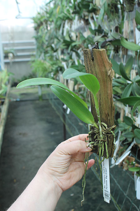 Rhyncholaeliocattleya Tapestry Peak x Ports Of Paradise 'Big Green'.jpg
