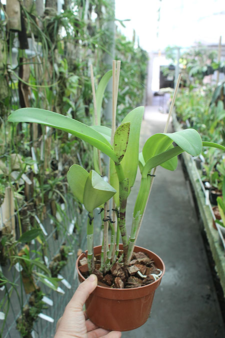 Cattleya leopoldii 'Dark Show' x Cattleya dowiana aurea 'Uraba-A'.jpg