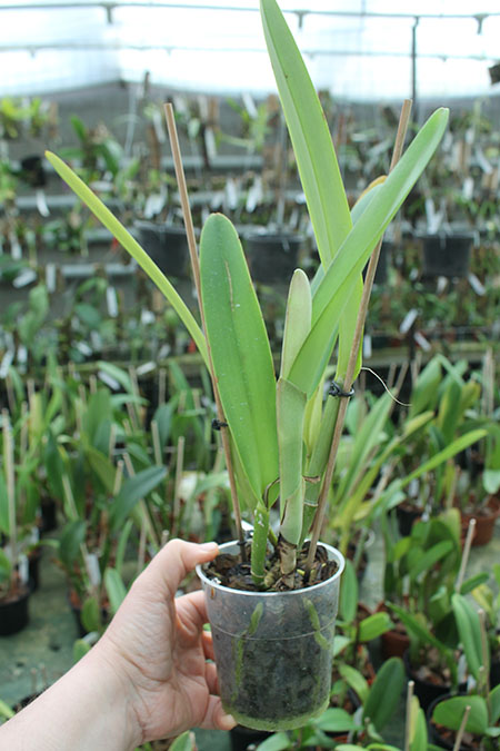 Cattleya maxima alba x semi-alba.jpg