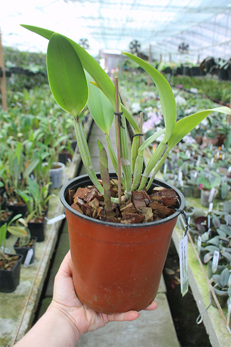 Cattleya lueddemanniana (Morena x OK-2) 'N 1' x lueddemanniana dark lip splash.jpg