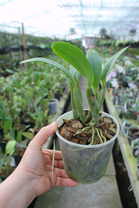 Cattleya lueddemanniana escura 'Roja' x Cattleya lueddemanniana escura 'Orinoco'.jpg