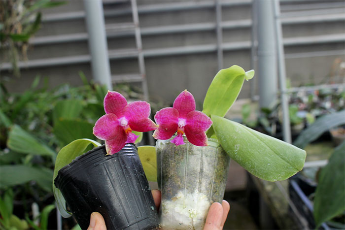 Phalaenopsis Palace Reef.jpg