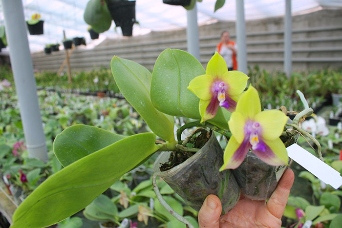 Phalaenopsis Mituo Prince 'Chin Ming'.jpg