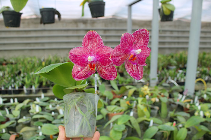 Phalaenopsis Mituo Sun 'Mituo #1' x Ld's Bear King 'YK-10'.jpg