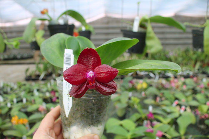 Phalaenopsis Mituo Sun 'Mituo #1' x Ld's Bear King 'RK-1'.jpg