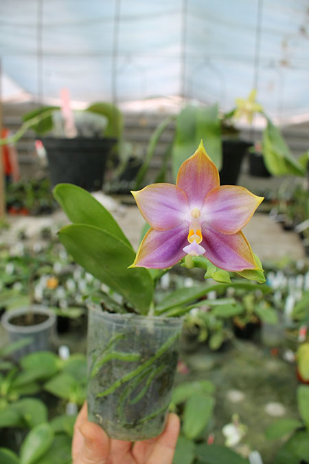 Phalaenopsis Mituo Reflex Dragon 'Blue -2'.jpg