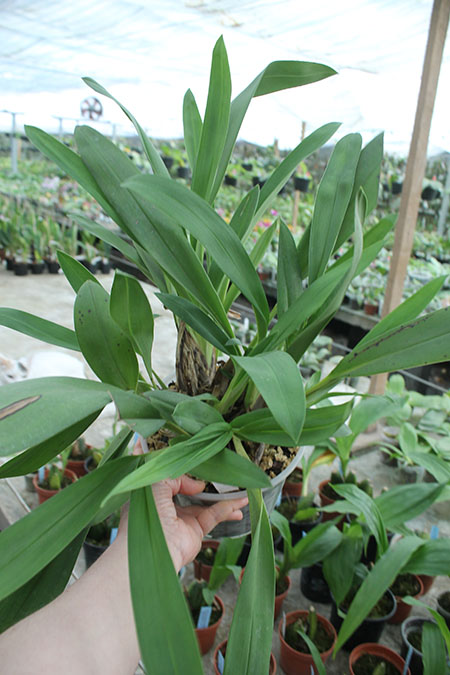 Maxillaria turkeliae.jpg