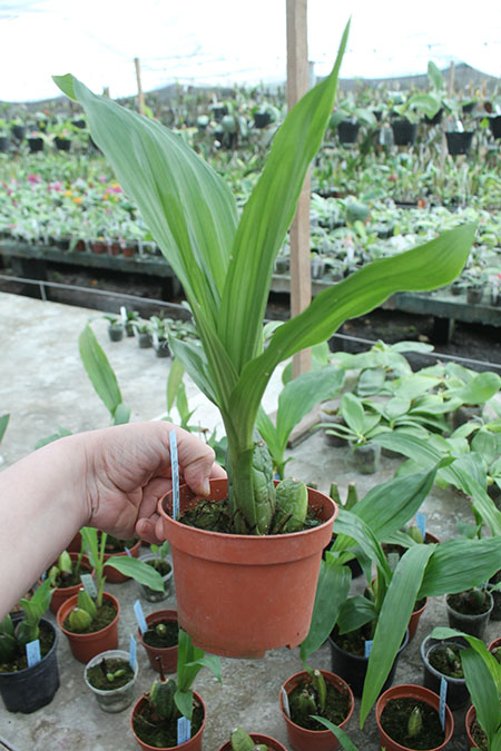 Lycaste Takaragaike (Spectabilis 'Green Pearl' x Shoalhaven 'Kobe').jpg