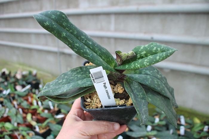 Paphiopedilum concolor.jpg