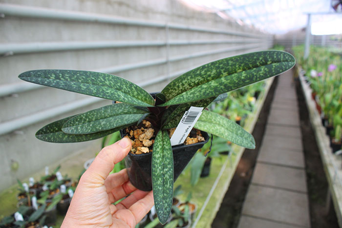 Paphiopedilum niveum x micranthum.jpg