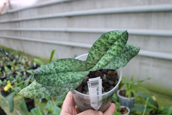 Paphiopedilum malipoense x bellatulum.jpg