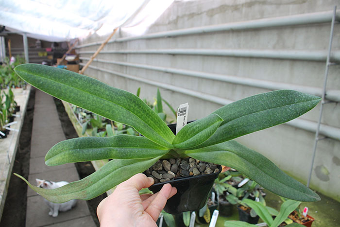 Paphiopedilum delenatii x Lady Isabel.jpg