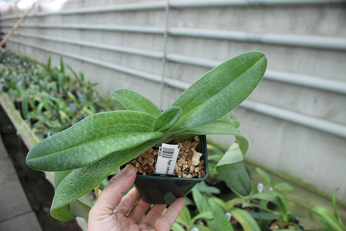 Paphiopedilum rothschildianum x niveum.jpg