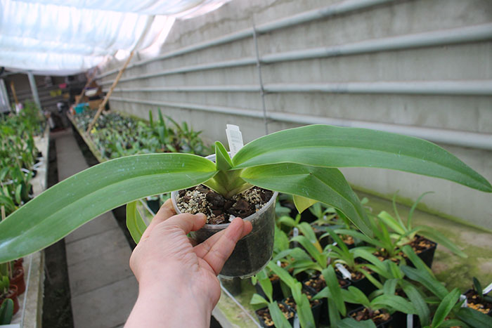 Paphiopedilum kolopakingii.jpg