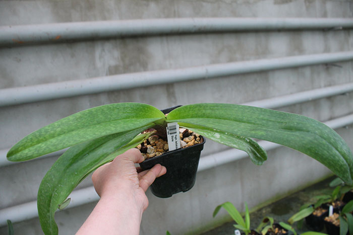 Paphiopedilum bellatulum x Sorcerer's Stone.jpg