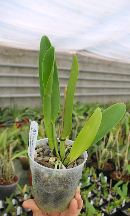 Cattleya warscewiczii ('Halo' x 'Michael').jpg