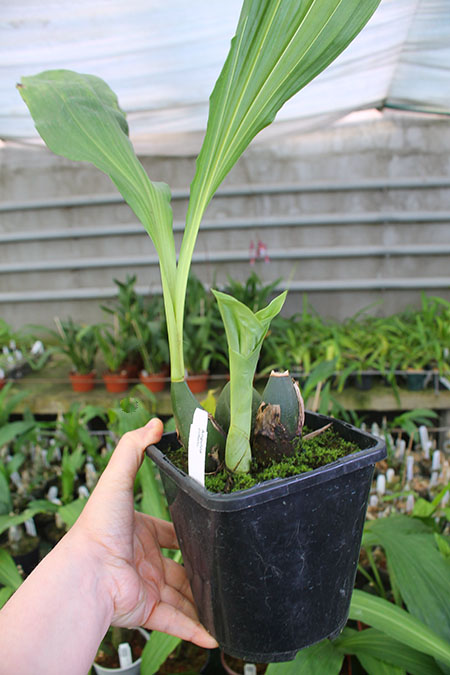 Anguloa cliftonii.jpg