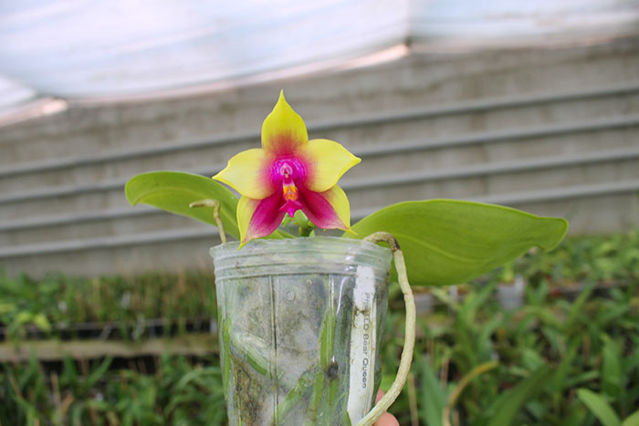 Phalaenopsis LD Bear Queen.jpg