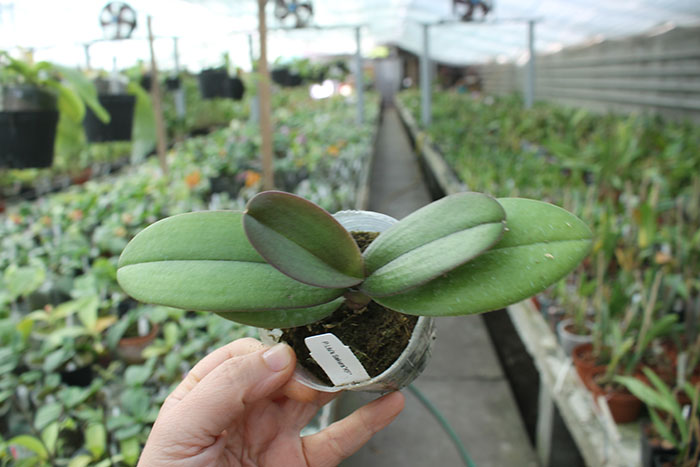 Doritaenopsis Lius Sakura KF.jpg