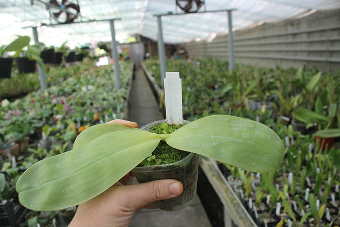 Phalaenopsis LD Purple Bear x Mituo Prince.jpg