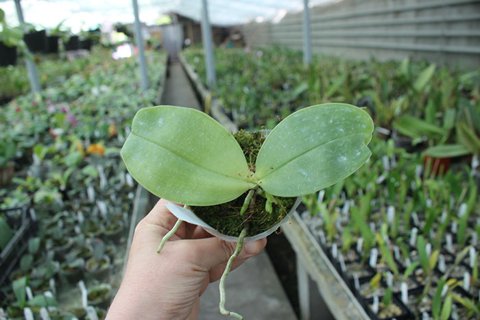 Phalaenopsis KS Happy Eagle #3 x bellina blue.jpg